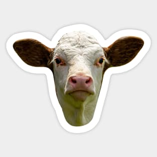 Young calf Sticker